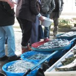 Marché au poisson à Istanbul © Balico & co