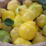 Coings du verger